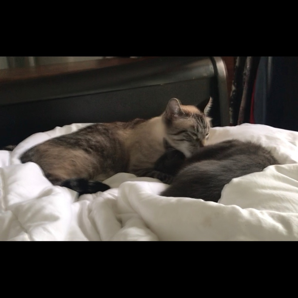 Meet your Posher, Lilli